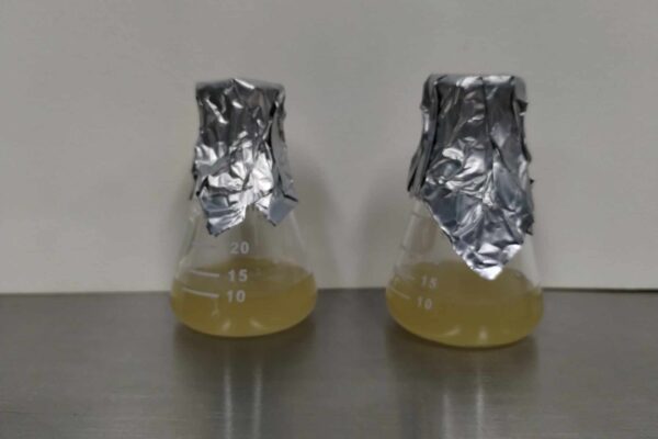 E. coli vs Pseudomonas 1