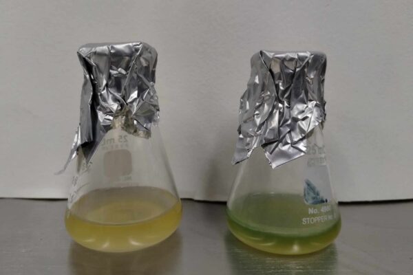 E. coli vs Pseudomonas 2