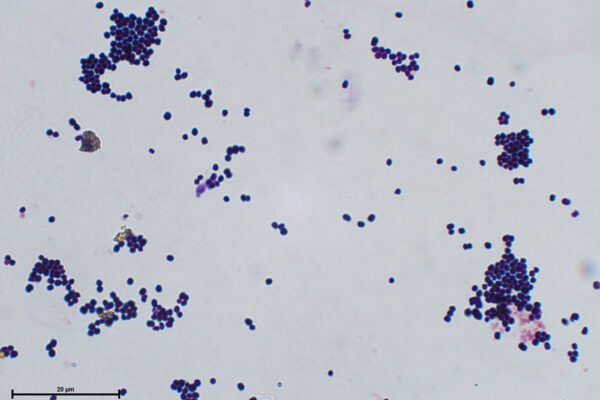 Micrococcus-G+--Alumnos-Jazz-2