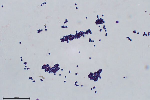 Micrococcus-G+--Alumnos-Jazz-3