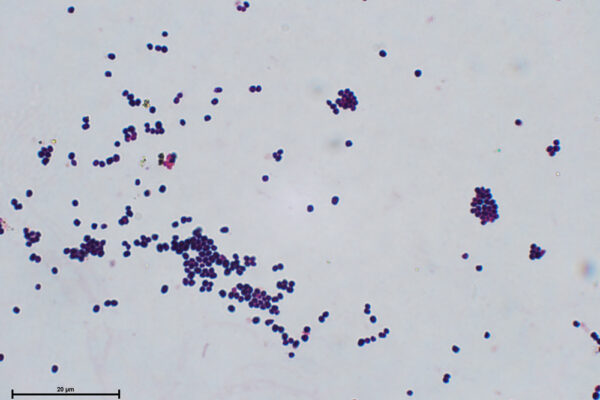 Micrococcus-G+--Alumnos-Jazz-4